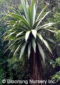 Cordyline indivisa